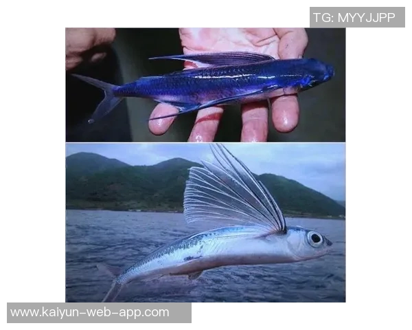 飞鱼传奇:足球场上的速度与技术之王,卡飞鱼的辉煌岁月与未来挑战 飞鱼传奇:足球场上的速度与技术之王,卡飞鱼的辉煌岁月与未来挑战